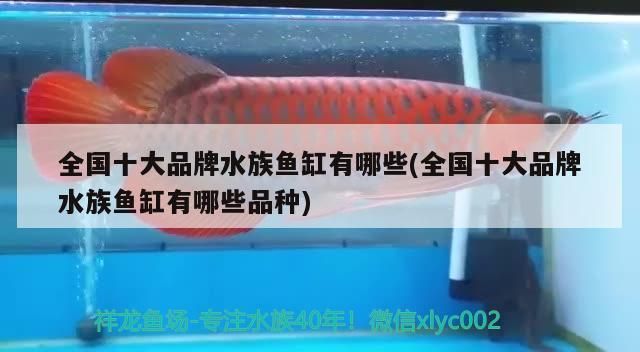 黃尾金龍魚圖片大全大圖(紅尾金龍魚圖片)
