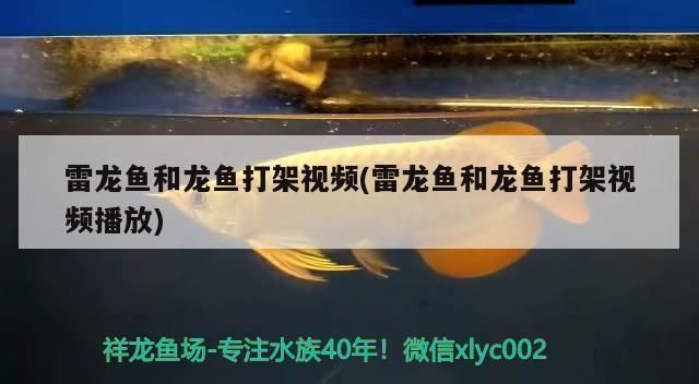 龍魚打斗視頻：觀看龍魚打斗視頻可能會(huì)出于多種目的，觀看龍魚打斗視頻可能出于多種目的
