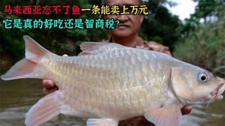 馬來西亞都吃什么魚類