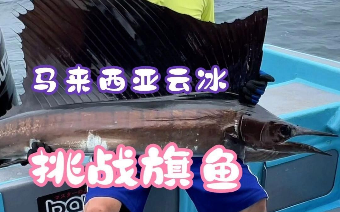 馬來西亞都吃什么魚類