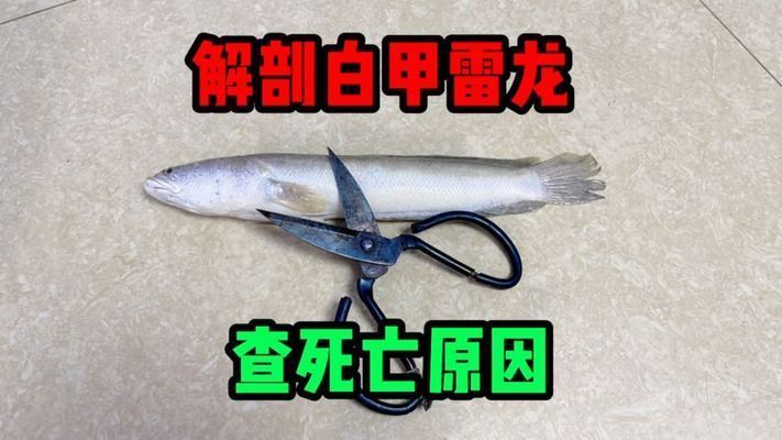 雷龍魚吃死魚嗎 雷龍魚吃死魚嗎 龍魚百科 第4張