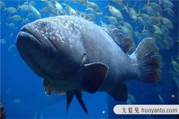 龍魚三個(gè)月不吃東西是什么病毒：龍魚三個(gè)月不吃東西是怎么回事？ 龍魚三個(gè)月不吃東西是什么病毒：龍魚三個(gè)月不吃東西是怎么回事？ 龍魚百科 第1張