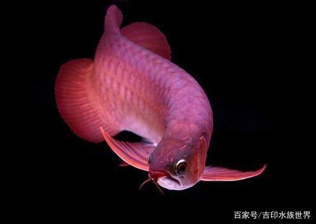 紅龍魚的養殖條件：紅龍魚養殖的主要條件
