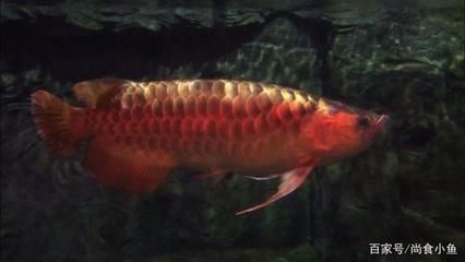 100元能買到雷龍魚嗎