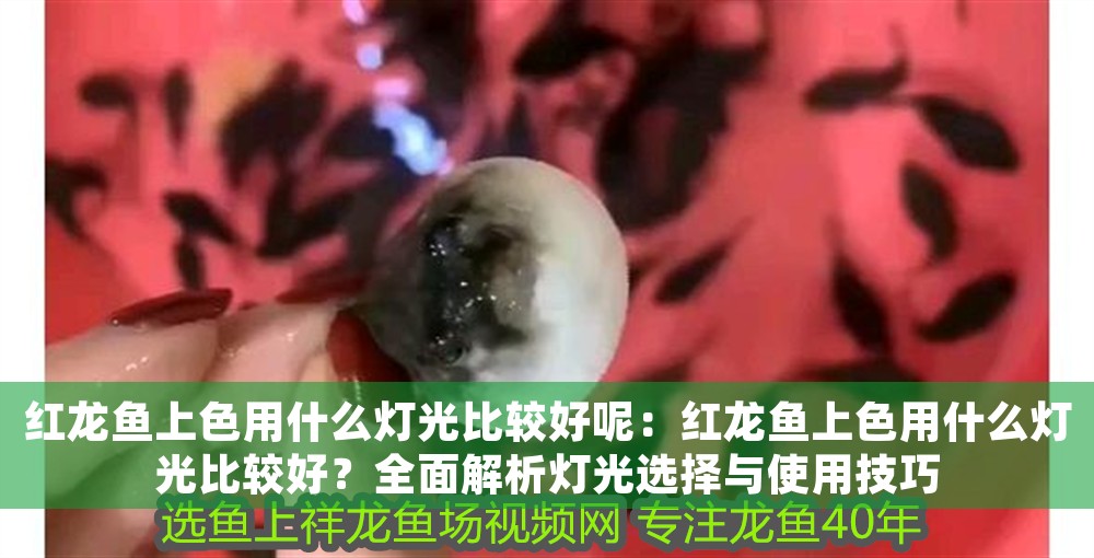 紅龍魚上色用什么燈光比較好呢：紅龍魚上色用什么燈光比較好？全面解析燈光選擇與使用技巧