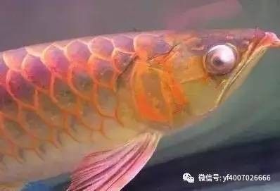 龍魚疾病引起龍魚燒尾的原因有哪些：龍魚燒尾是一種常見的疾病，其主要原因是水質問題