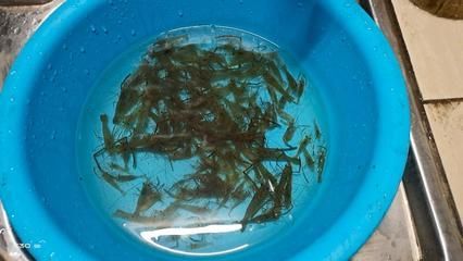 釣紅龍魚用什么餌好釣呢，紅龍魚餌料自制方法，紅龍魚餌料保存技巧 釣紅龍魚用什么餌好釣呢，紅龍魚餌料自制方法，紅龍魚餌料保存技巧 龍魚百科 第2張