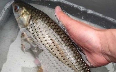 釣紅龍魚用什么餌好釣呢，紅龍魚餌料自制方法，紅龍魚餌料保存技巧 釣紅龍魚用什么餌好釣呢，紅龍魚餌料自制方法，紅龍魚餌料保存技巧 龍魚百科 第3張