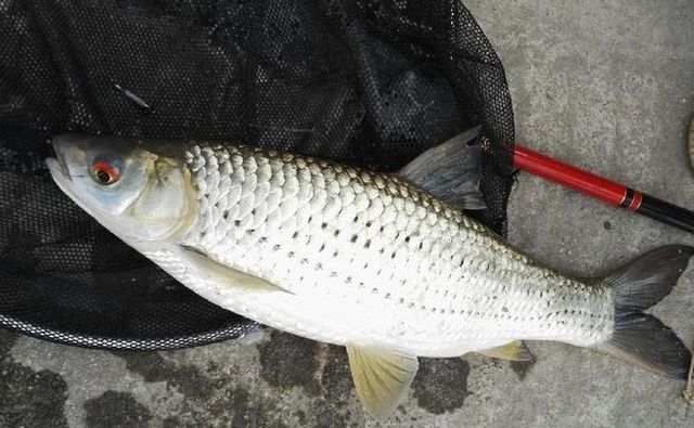 釣紅龍魚用什么餌好釣呢，紅龍魚餌料自制方法，紅龍魚餌料保存技巧 釣紅龍魚用什么餌好釣呢，紅龍魚餌料自制方法，紅龍魚餌料保存技巧 龍魚百科 第4張