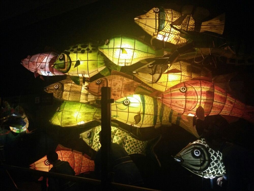 養龍魚燈放在什么位置（養龍魚時，燈光的擺放位置非常重要） 養龍魚燈放在什么位置（養龍魚時，燈光的擺放位置非常重要） 龍魚百科 第1張