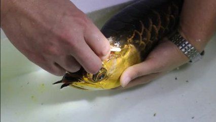 龍魚做掉眼手術后用上藥嗎有影響嗎：龍魚掉眼手術后的常規處理