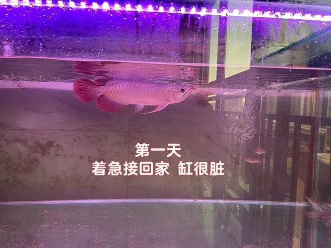 推薦一些記錄紅龍魚成長的專業工具