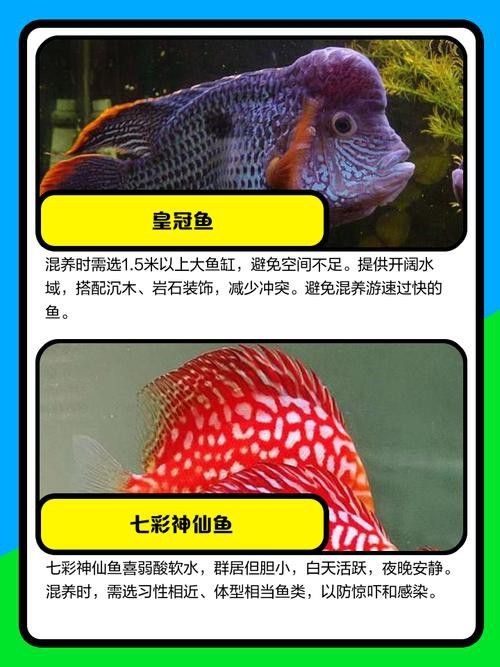 招財魚能和龍魚混養嗎圖片 龍魚百科 第2張 招財魚能和龍魚混養嗎圖片 招財魚能和龍魚混養嗎圖片 龍魚百科 第2張