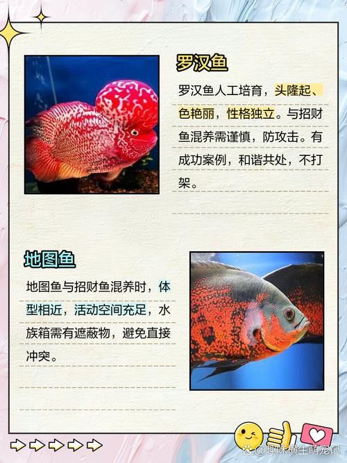 招財魚能和龍魚混養嗎圖片 龍魚百科 第5張 招財魚能和龍魚混養嗎圖片 招財魚能和龍魚混養嗎圖片 龍魚百科 第5張