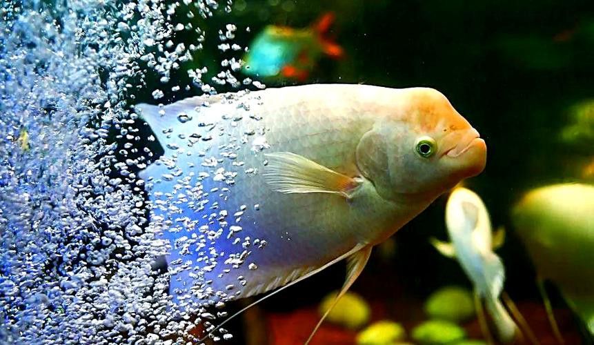 招財魚能和龍魚混養嗎圖片 龍魚百科 第7張 招財魚能和龍魚混養嗎圖片 招財魚能和龍魚混養嗎圖片 龍魚百科 第7張