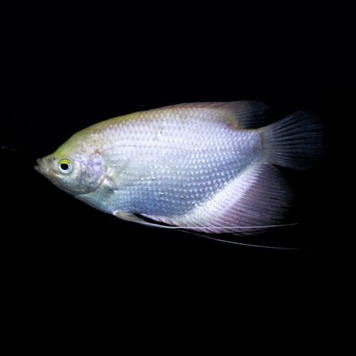 招財魚能和龍魚混養嗎圖片 龍魚百科 第6張 招財魚能和龍魚混養嗎圖片 招財魚能和龍魚混養嗎圖片 龍魚百科 第6張