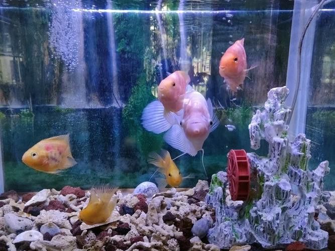 招財魚能和龍魚混養嗎圖片 龍魚百科 第17張 招財魚能和龍魚混養嗎圖片 招財魚能和龍魚混養嗎圖片 龍魚百科 第17張