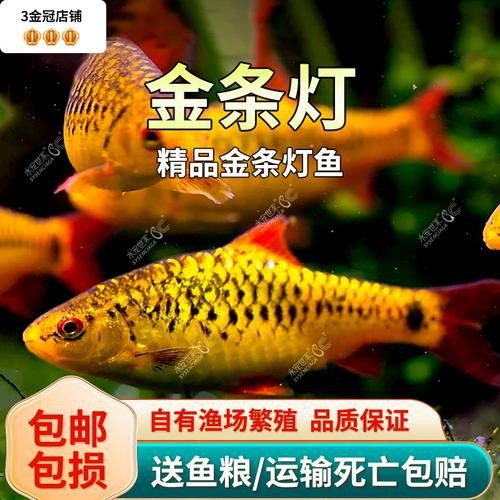 招財魚能和龍魚混養嗎圖片 龍魚百科 第14張 招財魚能和龍魚混養嗎圖片 招財魚能和龍魚混養嗎圖片 龍魚百科 第14張