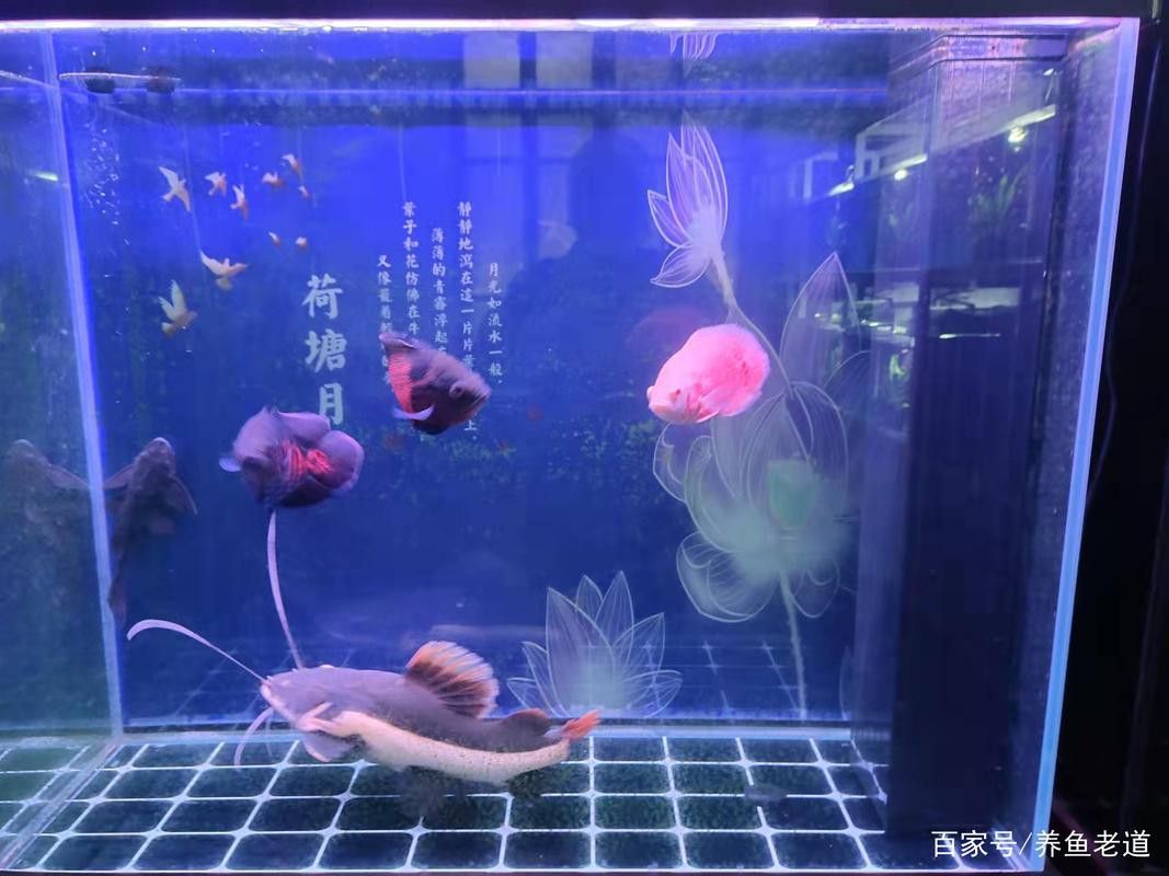 招財魚能和龍魚混養嗎圖片 龍魚百科 第16張 招財魚能和龍魚混養嗎圖片 招財魚能和龍魚混養嗎圖片 龍魚百科 第16張