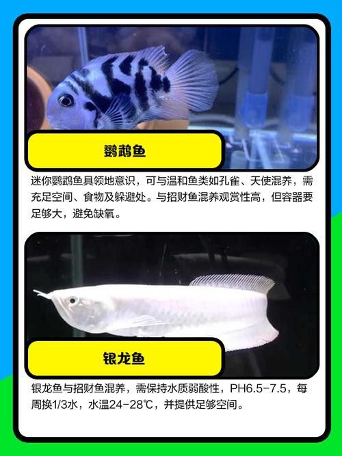 招財魚能和龍魚混養嗎圖片 龍魚百科 第20張 招財魚能和龍魚混養嗎圖片 招財魚能和龍魚混養嗎圖片 龍魚百科 第20張