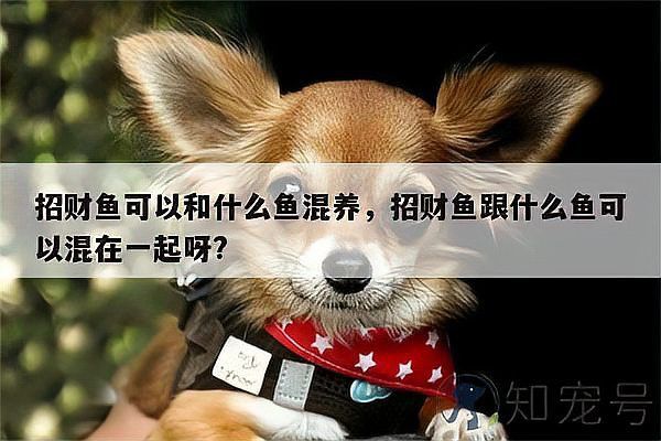 招財魚能和龍魚混養嗎圖片 招財魚能和龍魚混養嗎圖片 龍魚百科 第25張