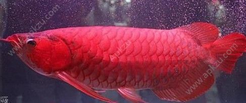 血紅龍魚(yú)的價(jià)格是多少：血紅龍魚(yú)價(jià)格因素多種因素從幾千元到幾萬(wàn)元不等