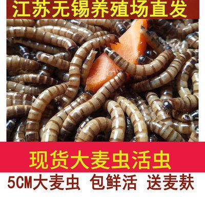 40公分龍魚喂多大的大麥蟲（40公分的龍魚喂食大麥蟲的建議）