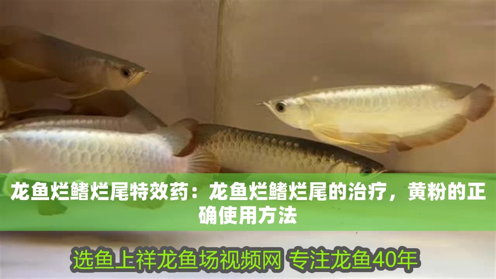 龍魚爛鰭爛尾特效藥：龍魚爛鰭爛尾的治療，黃粉的正確使用方法