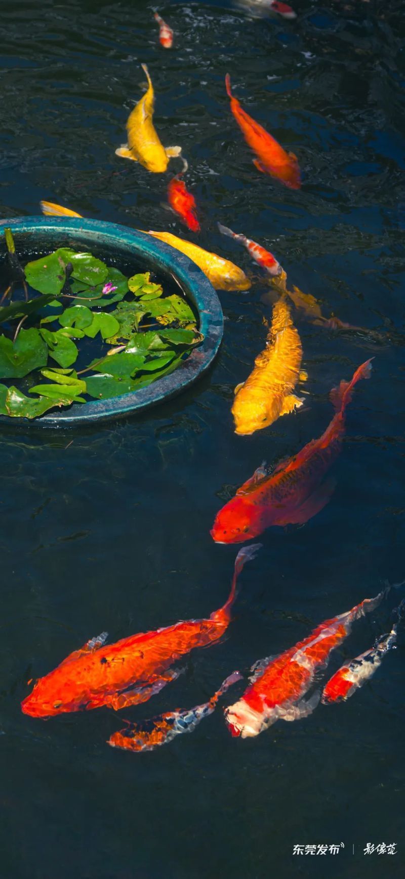 東莞龍魚市場怎么樣呀 東莞龍魚市場怎么樣呀 龍魚百科 第8張