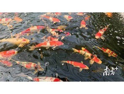 東莞龍魚市場怎么樣呀 東莞龍魚市場怎么樣呀 龍魚百科 第9張