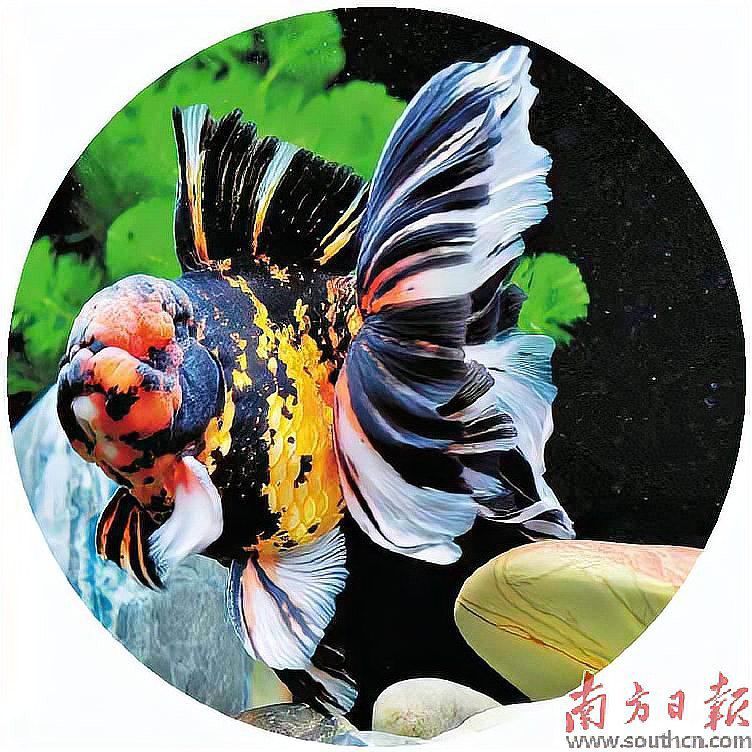 東莞龍魚市場怎么樣呀 東莞龍魚市場怎么樣呀 龍魚百科 第13張