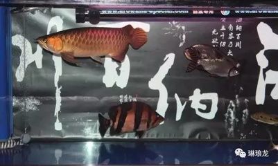 新買的龍魚需要注意其性格和脾氣，預(yù)防受驚：新買的龍魚需要注意什么事項 新買的龍魚需要注意其性格和脾氣，預(yù)防受驚：新買的龍魚需要注意什么事項 龍魚百科 第1張
