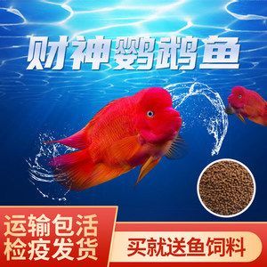 紅龍魚(yú)魚(yú)苗用什么顏色背景：紅龍魚(yú)用什么顏色背景