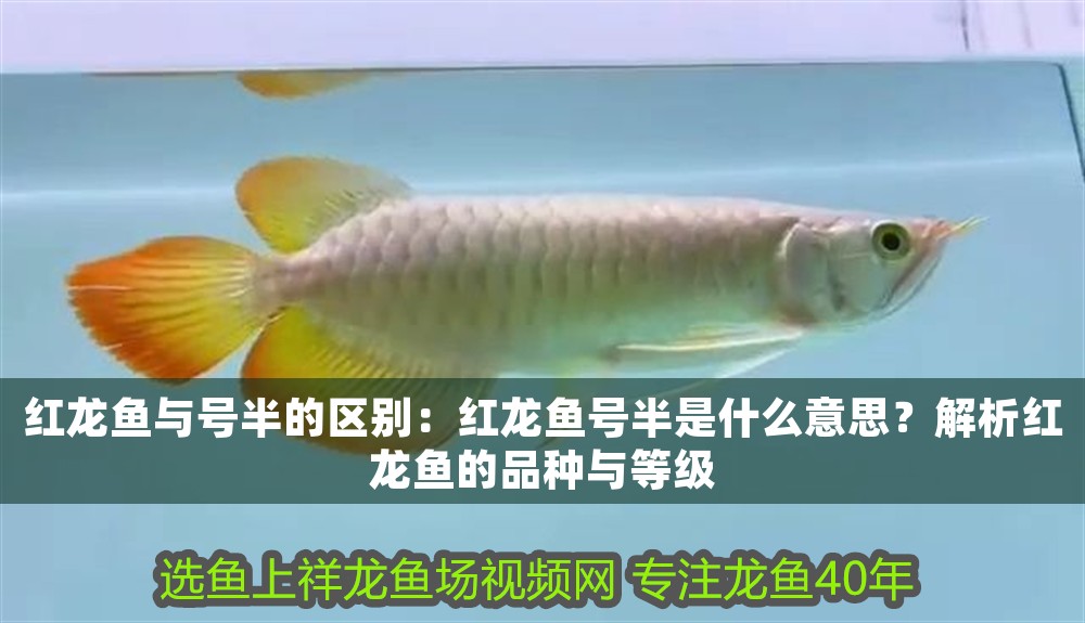 紅龍魚(yú)與號(hào)半的區(qū)別：紅龍魚(yú)號(hào)半是什么意思？解析紅龍魚(yú)的品種與等級(jí)