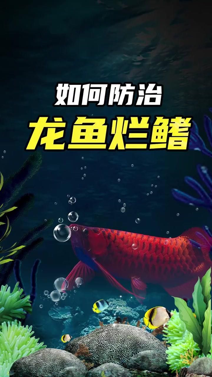 龍魚爛鰭期間可以喂食嗎？ 龍魚爛鰭期間可以喂食嗎？ 龍魚百科 第3張
