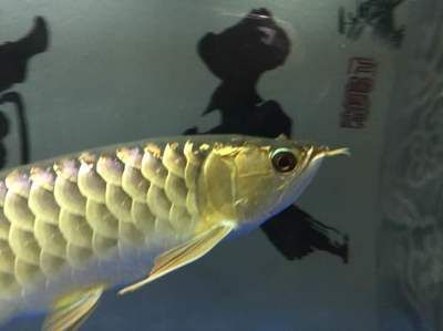 龍魚頭上長疙瘩的解決方法（龍魚頭上長疙瘩可能由多種原因引起）