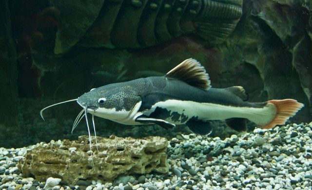 龍魚缸品牌推薦知乎：根據最新排行榜單推薦的幾個龍魚缸品牌 龍魚缸品牌推薦知乎：根據最新排行榜單推薦的幾個龍魚缸品牌 龍魚百科 第1張