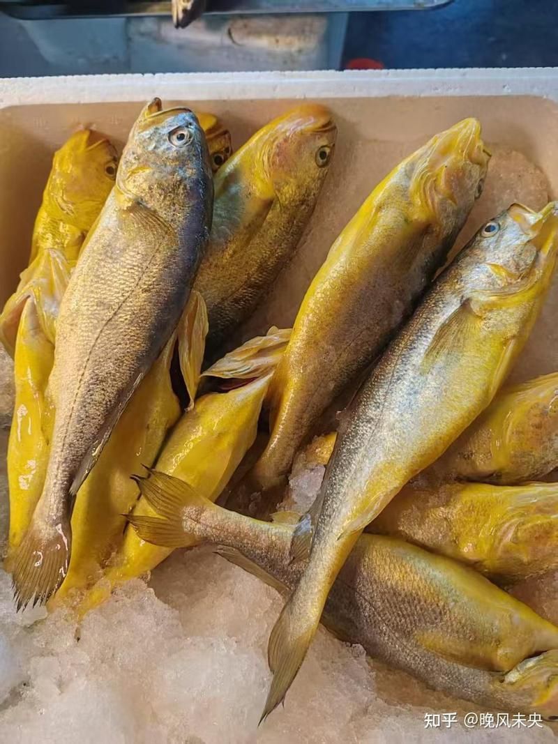如何判斷紅頭魚是否新鮮？