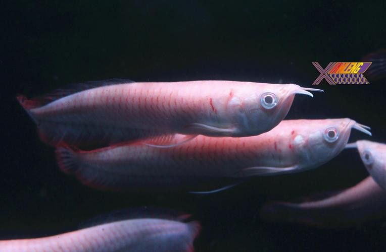 白化銀龍魚圖片高清大圖 白化銀龍魚圖片高清大圖 龍魚百科 第4張