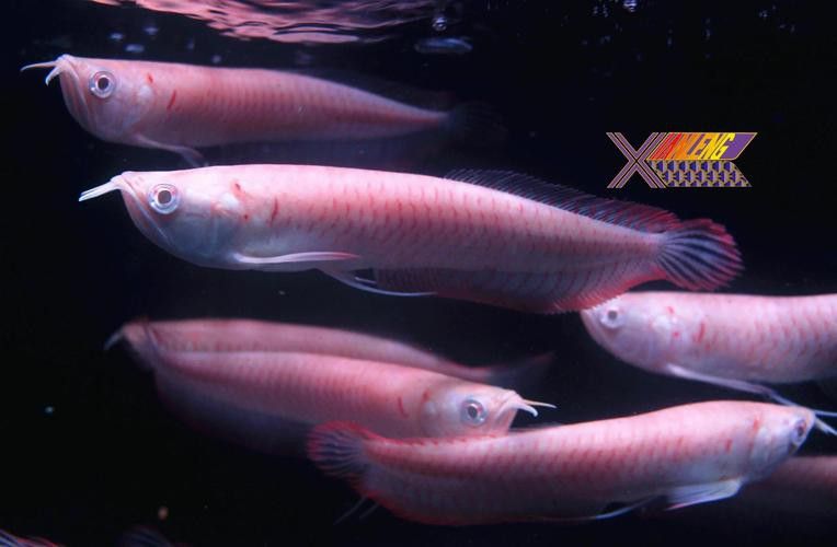 白化銀龍魚圖片高清大圖 白化銀龍魚圖片高清大圖 龍魚百科 第1張