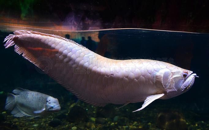 白化銀龍魚圖片高清大圖 白化銀龍魚圖片高清大圖 龍魚百科 第9張