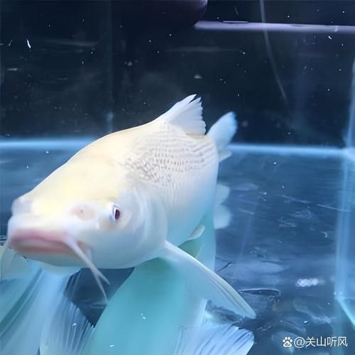 白化銀龍魚圖片高清大圖 白化銀龍魚圖片高清大圖 龍魚百科 第12張