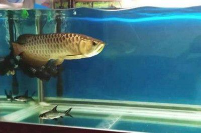 養兩條龍魚好嗎：養兩條龍魚可能會代表巨門星卦，