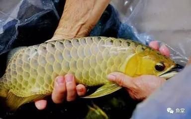 養龍魚必須困水嗎：養龍魚必須困水嗎？