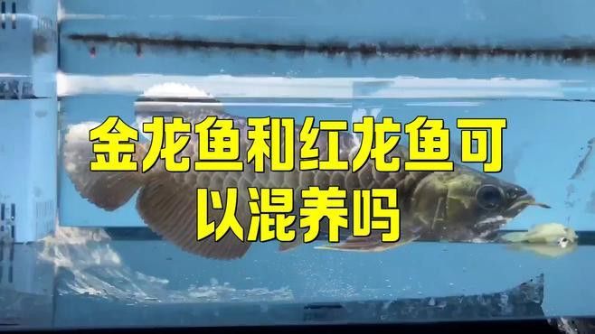 紅龍和金龍混養需要注意什么？