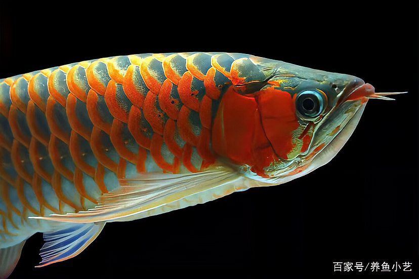 紅龍魚鱗片翹起怎么辦？