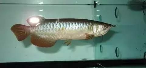 怎么分辨紅龍魚的血統圖：如何分辨紅龍魚的血統