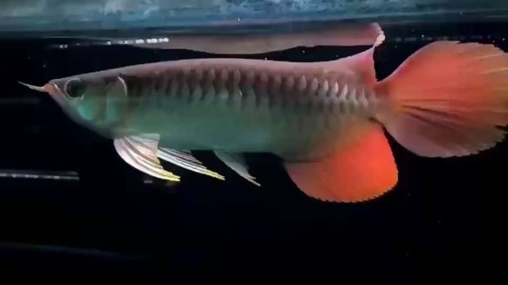怎么分辨紅龍魚的血統圖：如何分辨紅龍魚的血統