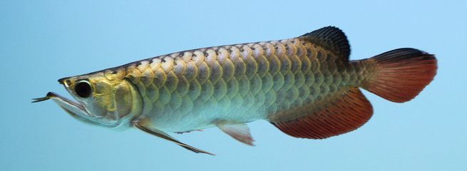 40公分的金龍魚每天喂多少食物（40公分的金龍魚一天吃多少） 40公分的金龍魚每天喂多少食物（40公分的金龍魚一天吃多少） 龍魚百科 第3張