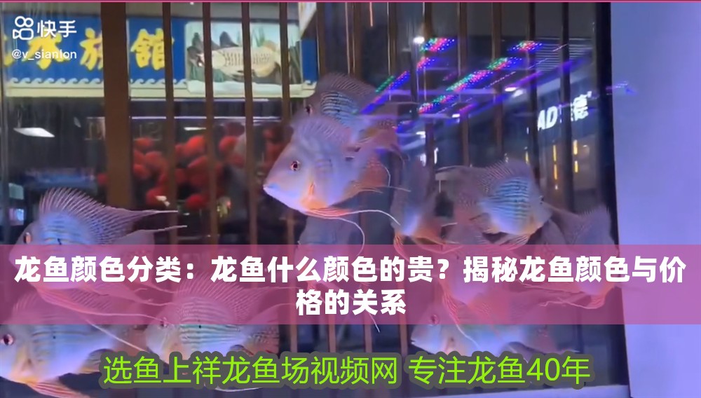 龍魚顏色分類：龍魚什么顏色的貴？揭秘龍魚顏色與價(jià)格的關(guān)系